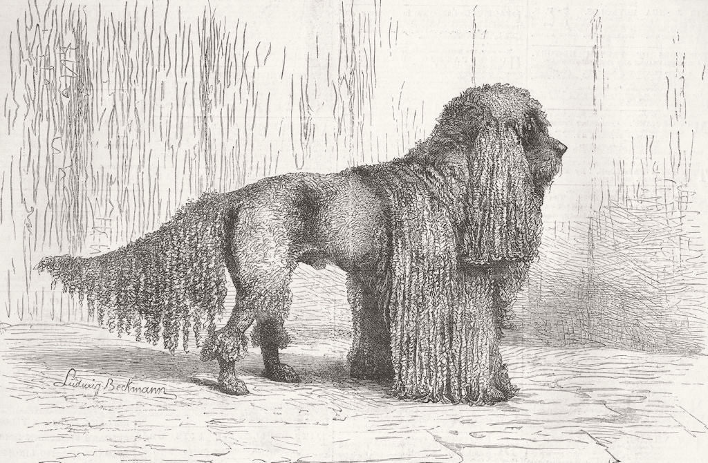 BERLIN. Nero, German corded-coated poodle, Dog Show 1880 old antique print